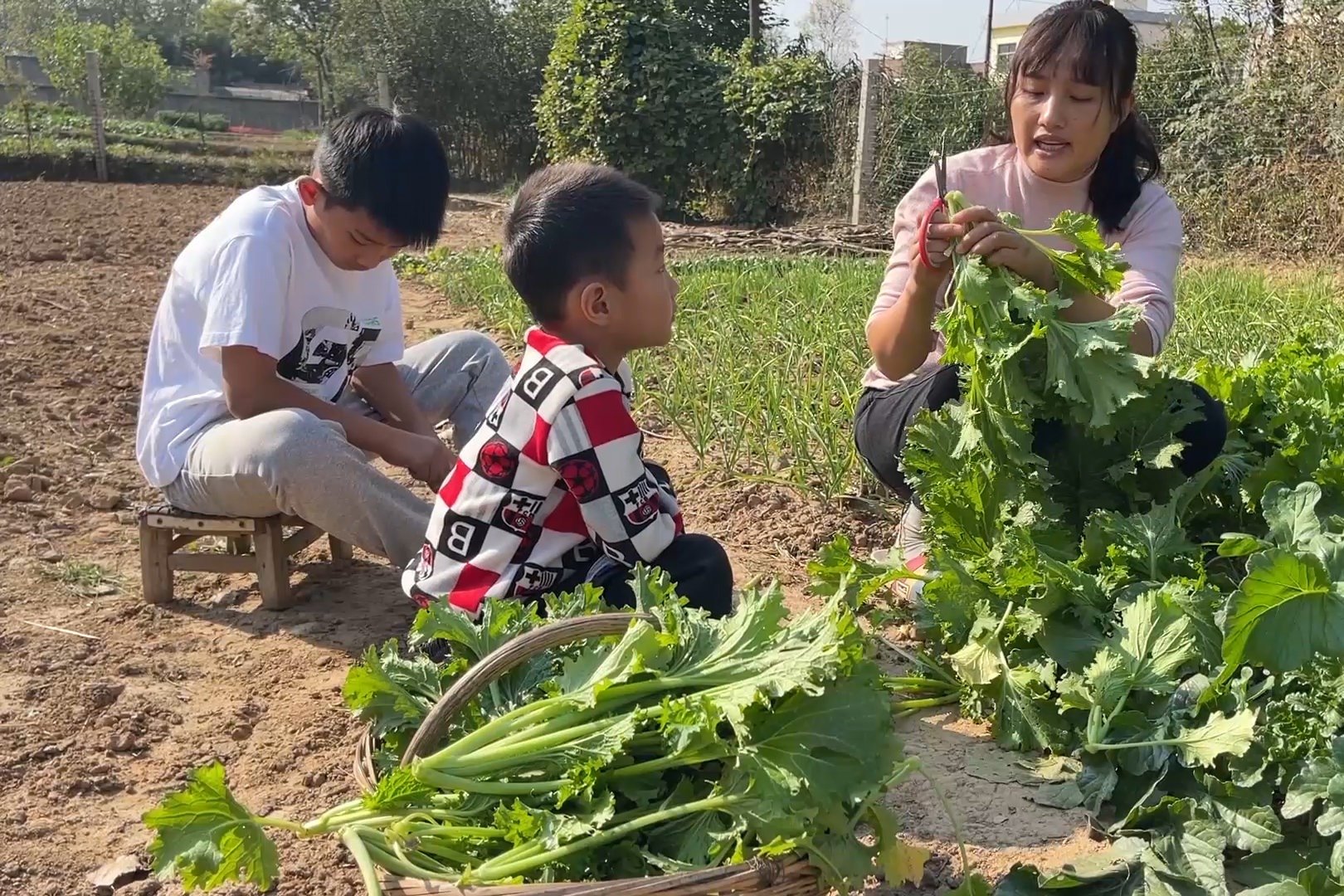 菜园各种青菜长势不错，媳妇薅点辣菜窝酸菜，留着以后焖米饭吃