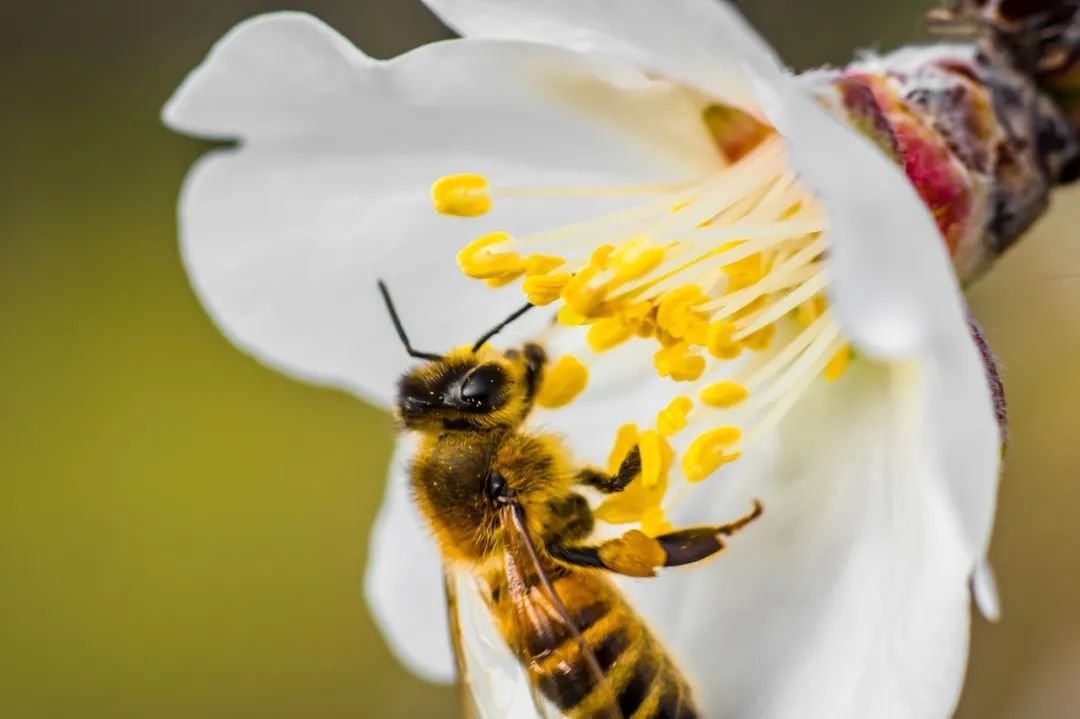 除了少数几个物种也会采蜜,其余几乎都是凶悍的猎手,包括蜜蜂在内的小