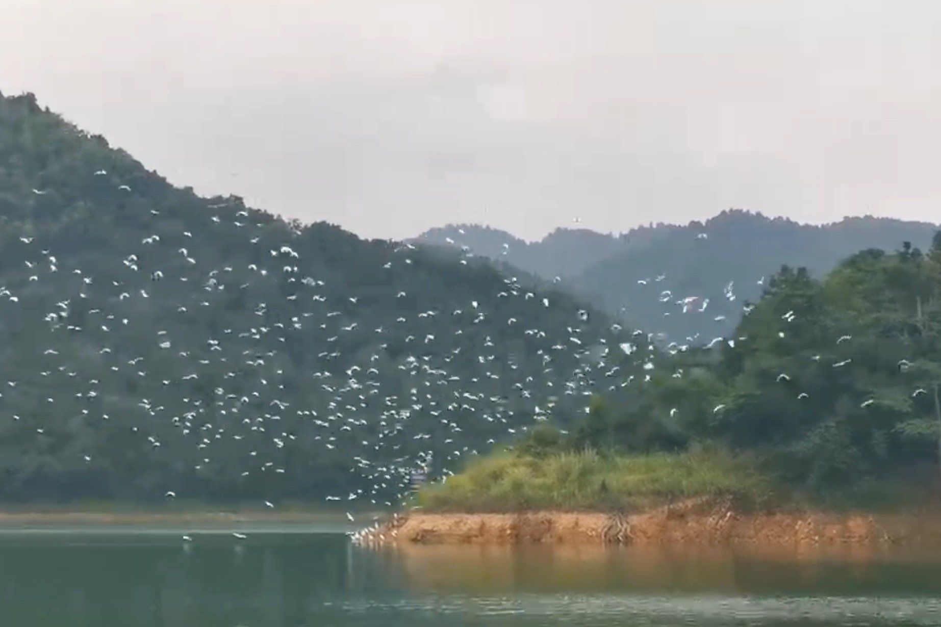 湖南南山国家公园—迁徙的候鸟