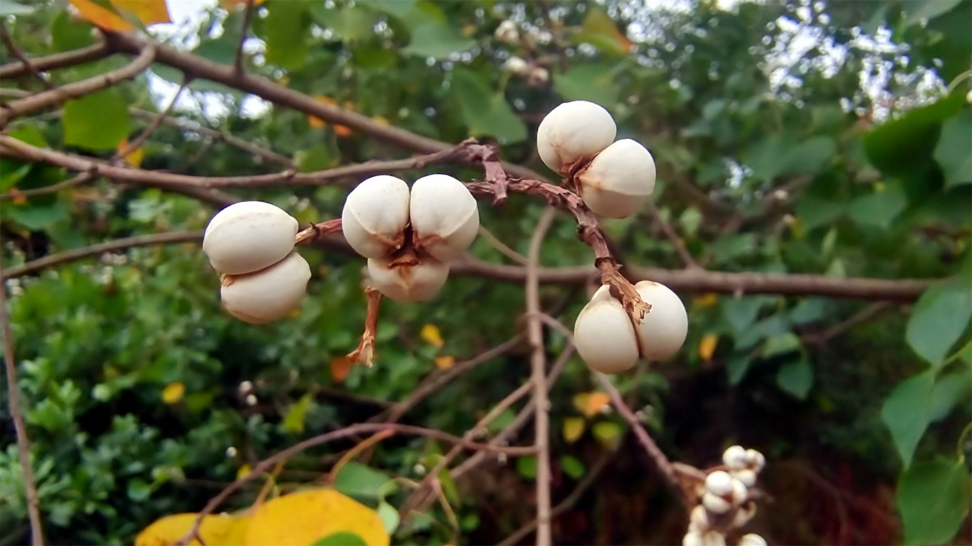 美丽吉安之冬韵:乌桕挂满白果成风景__凤凰网