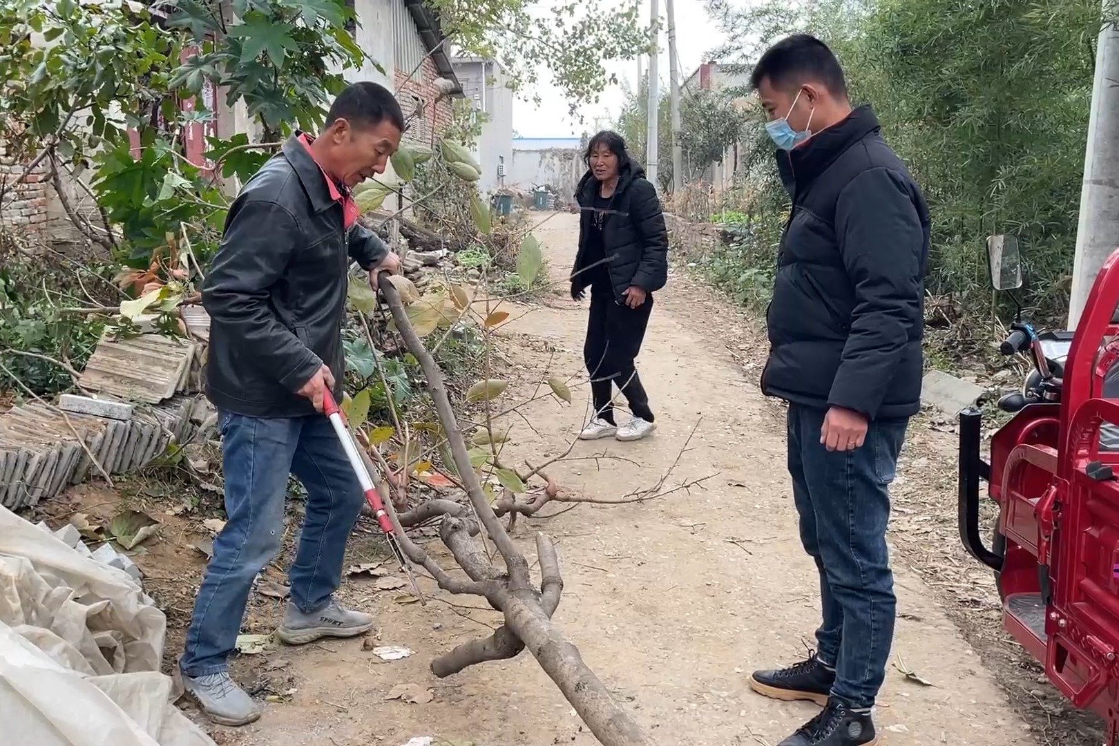 老爸干活的地方 ，东家有一棵柿子树不要了，今天拉回家栽地里