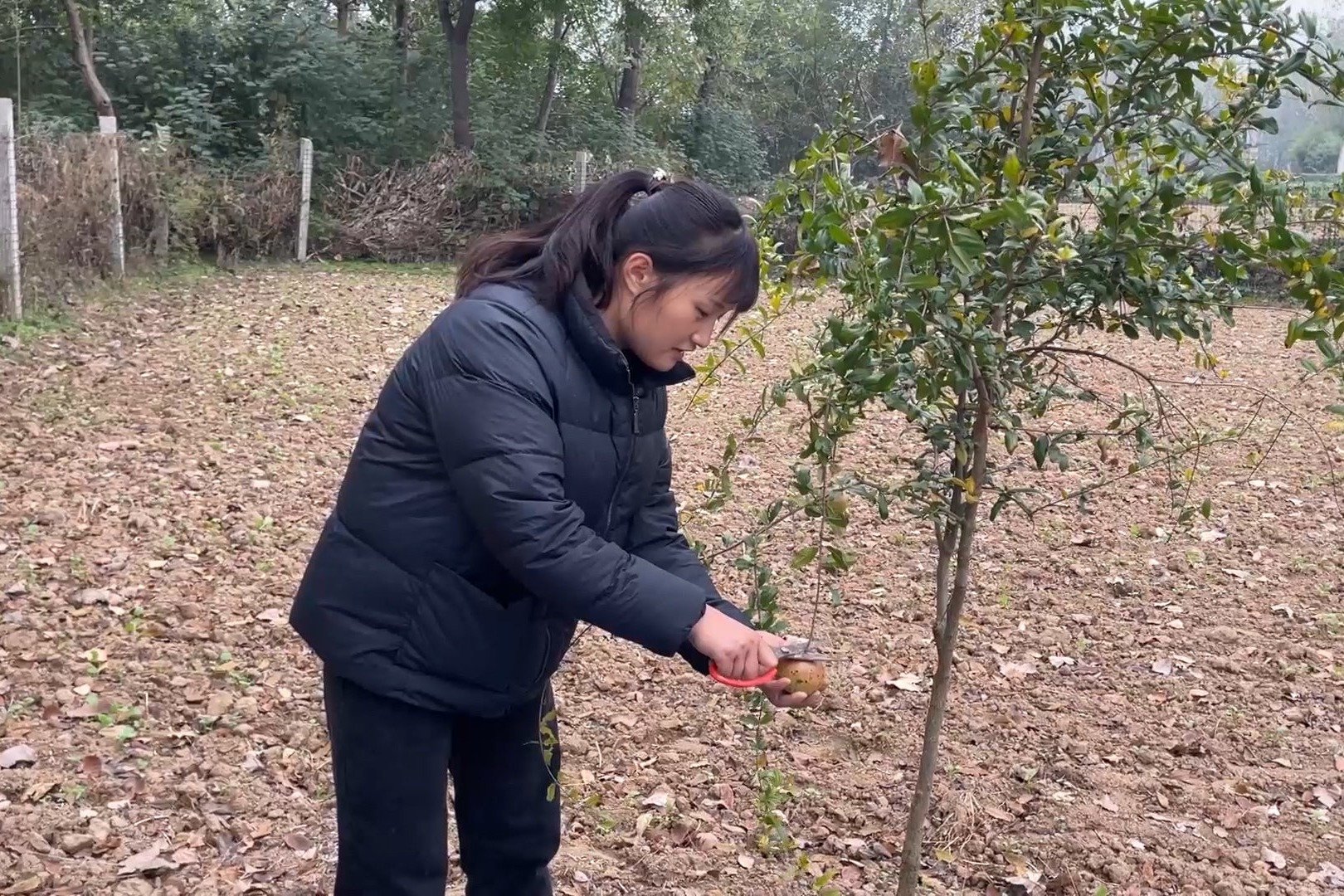 菜园的果树结果了，媳妇摘一个石榴尝尝鲜，打开又红又甜真惊喜