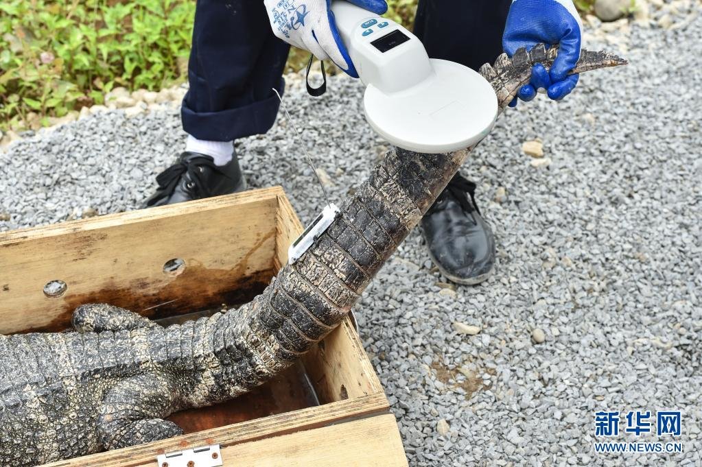 坚持扬子鳄的野生化自然化不动摇”