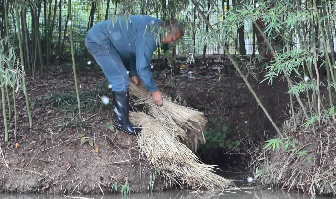 扬子鳄生活在千万年故乡何惧寒潮来袭