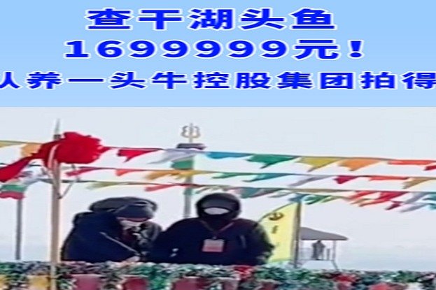 认养一头牛1699999元获拍成功查干湖头鱼