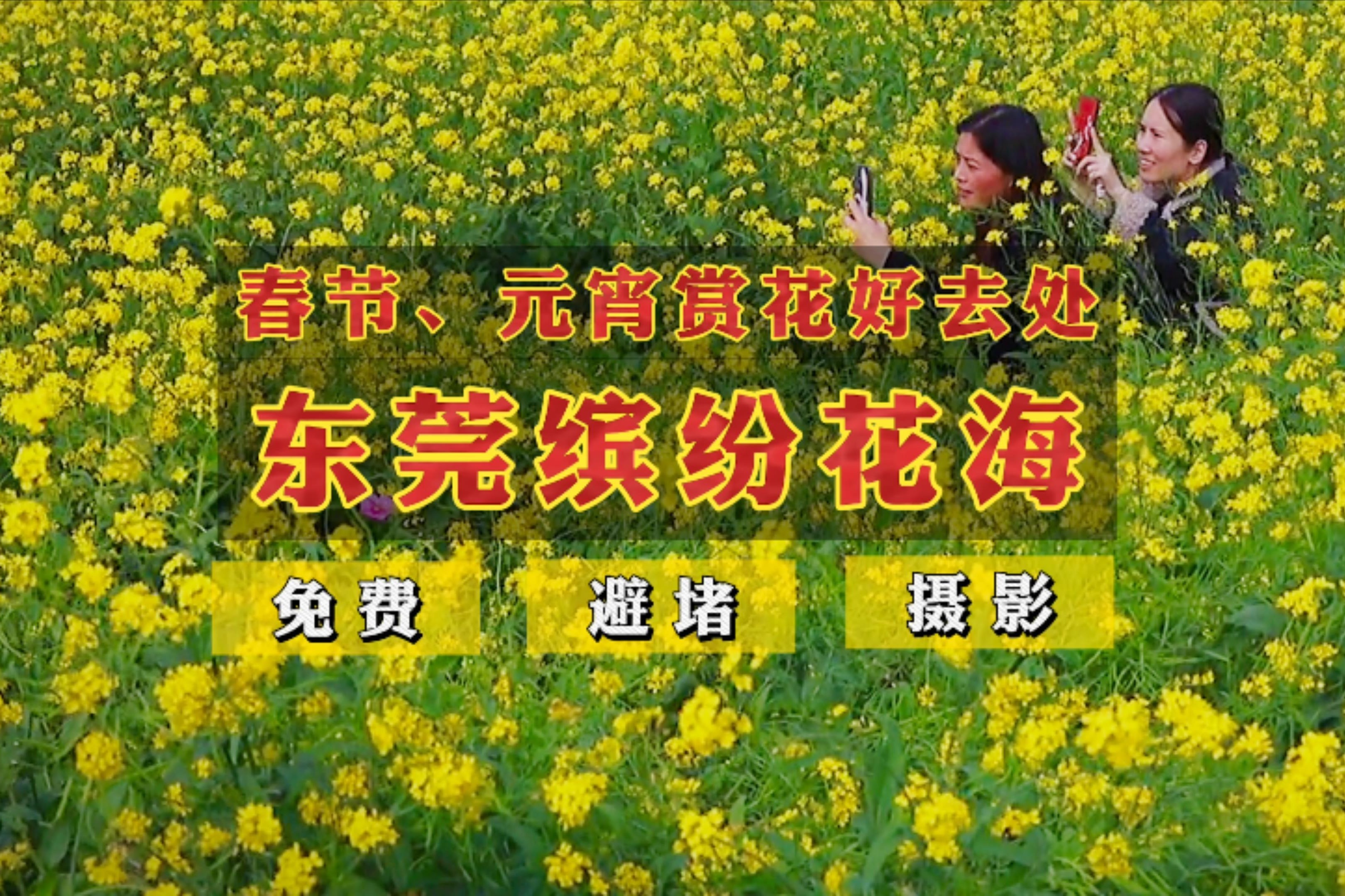 东莞这片免费花海太美了，元宵赏花正当时