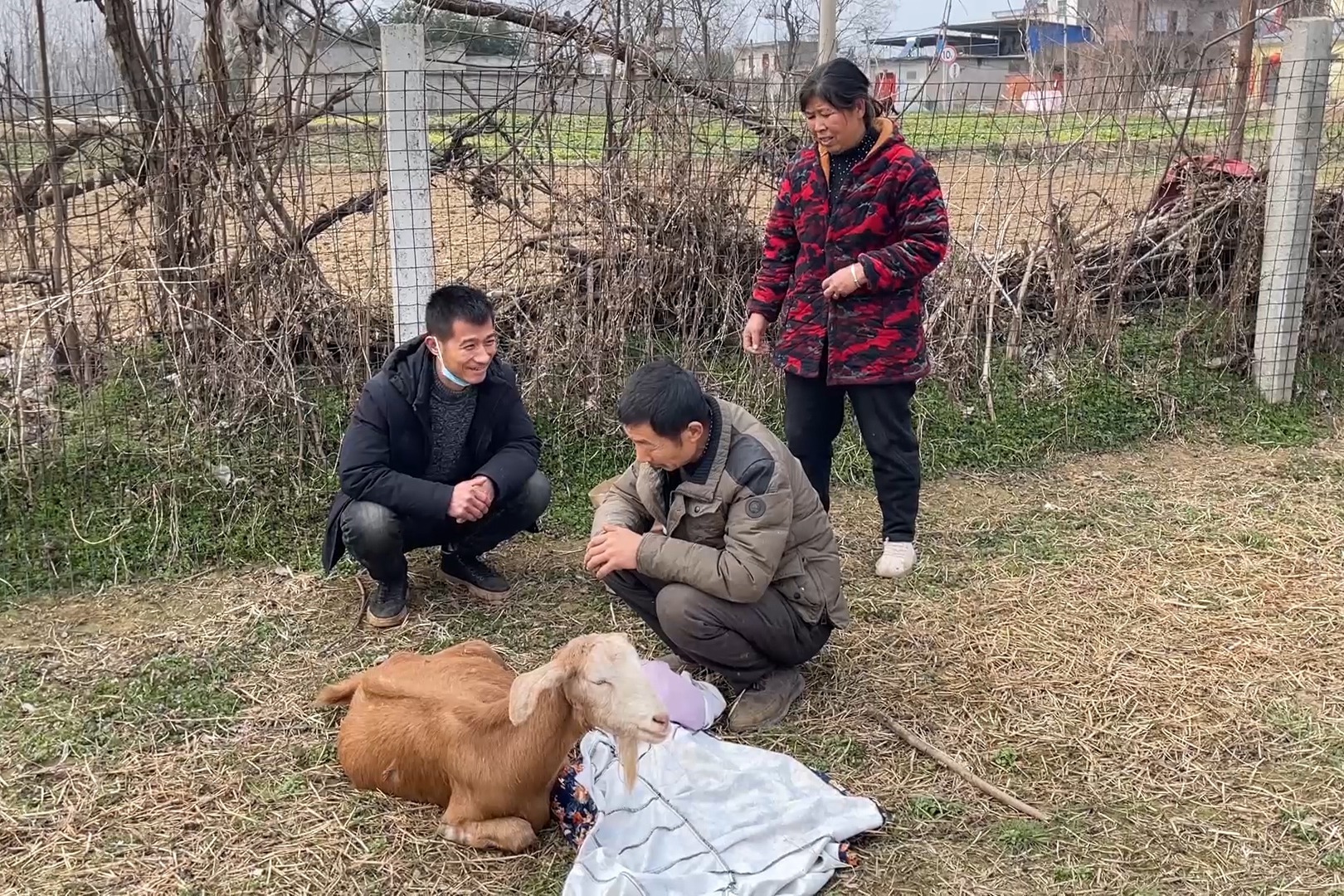 羊圈里面的羊羔满地跑，今天又喜添两只小羊羔，一家人忙着也高兴