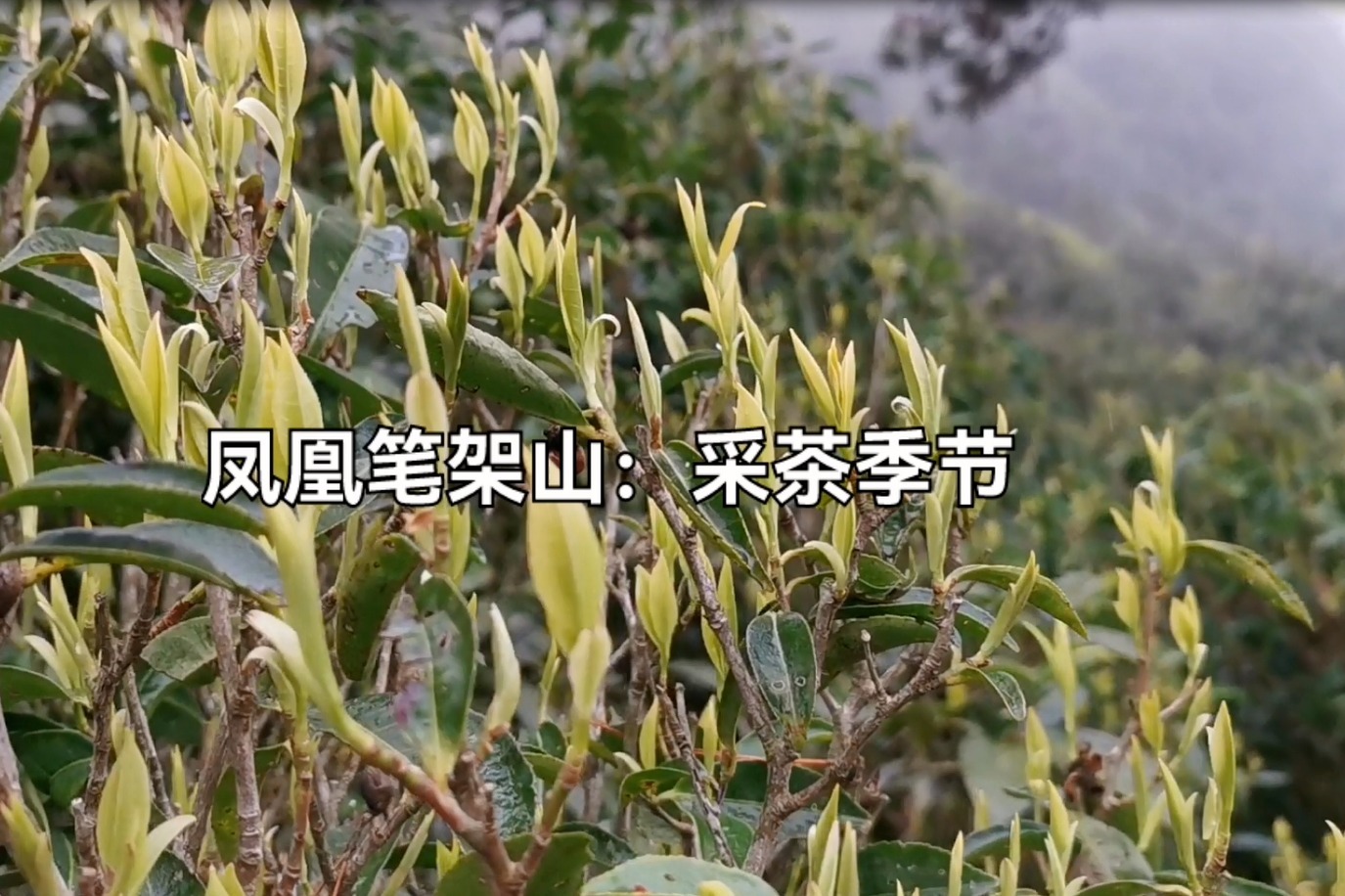 潮州凤凰笔架山海拔约1000米，似云似雨又似雾，采茶季节茶香四溢