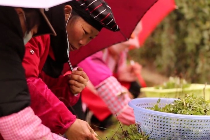 野花野草端上餐桌 这是赣南“春天的味道”