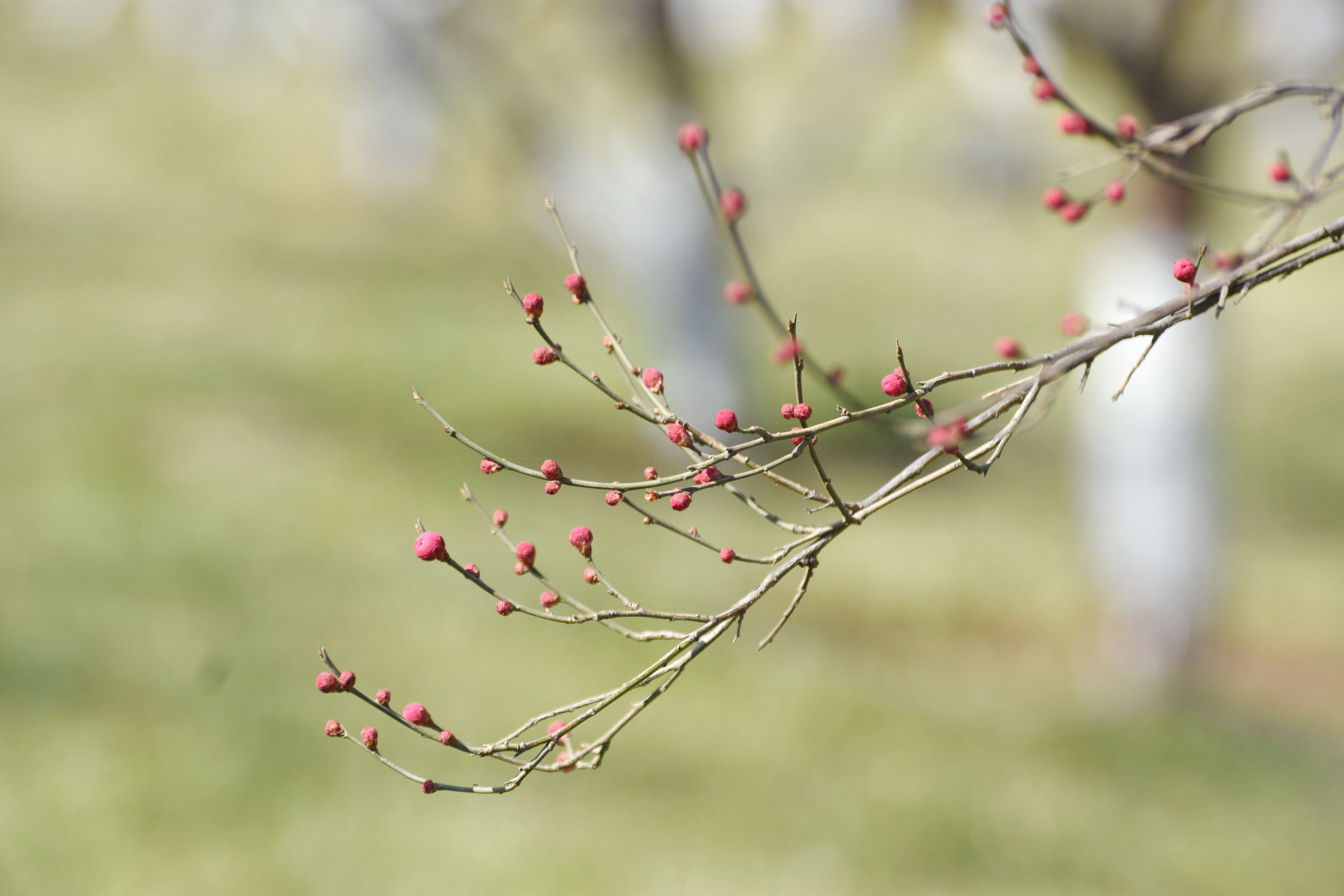 日前,中国中文电视台记者在河南安阳"两馆"广场西侧腊梅园看到,上百株