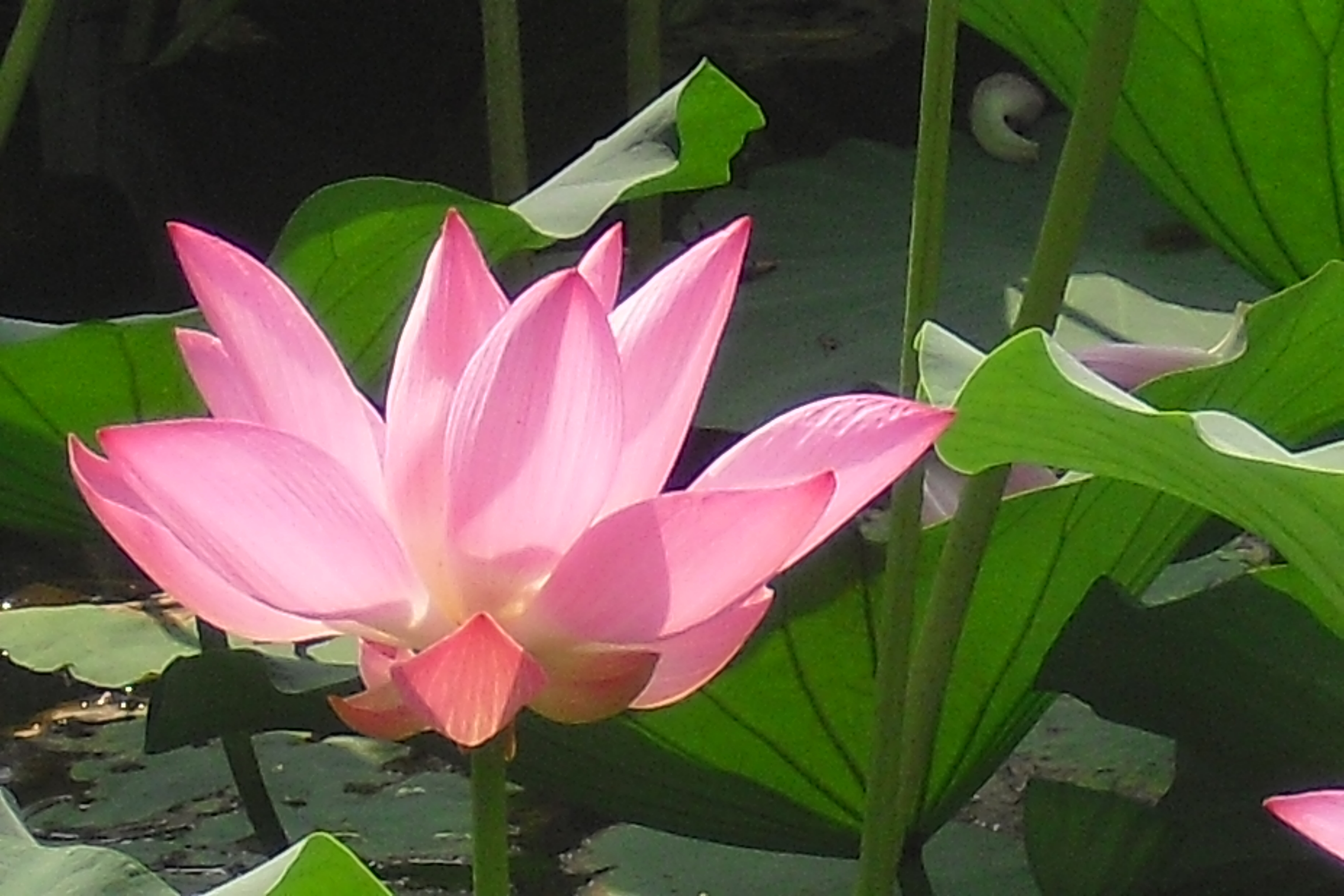 8.3曾子有疾，召门弟子曰：|儒家思想改革新探—论语之重新解释_凤凰网