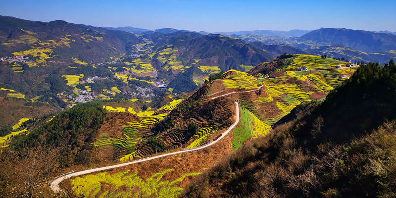 罗平马街春如金__凤凰网