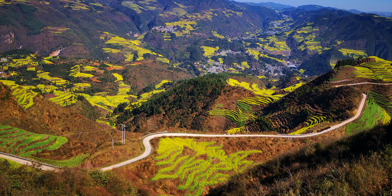 罗平马街春如金__凤凰网