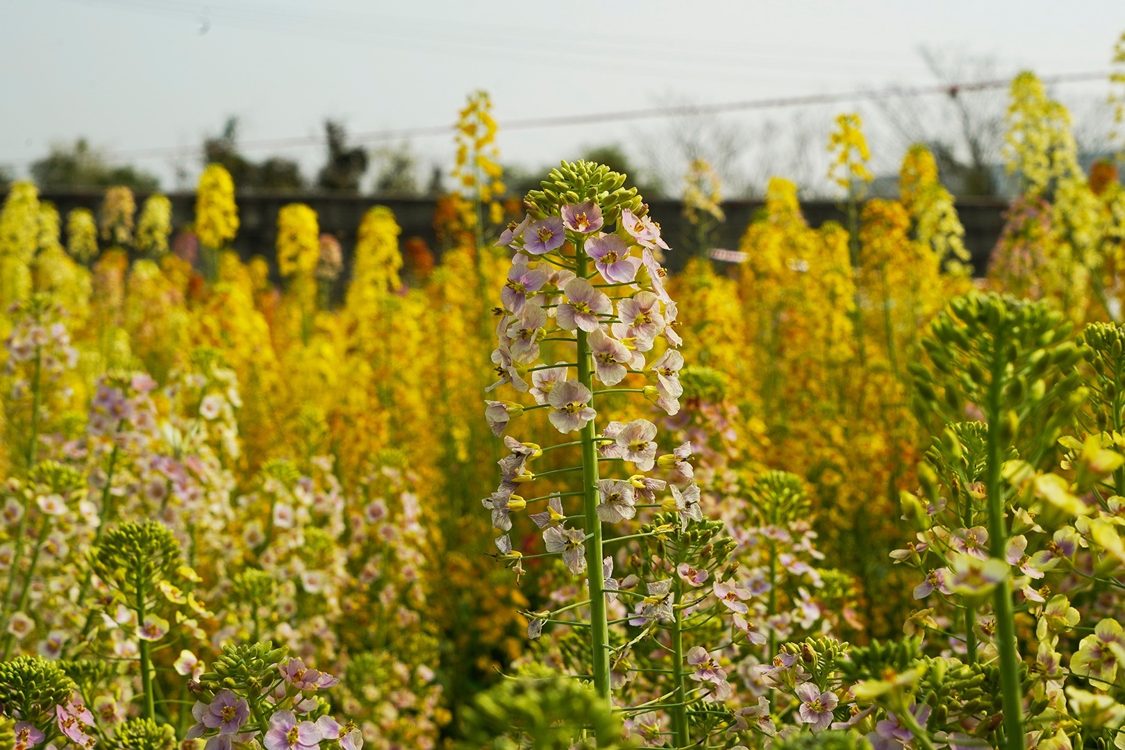 再添11色！江西农大培育出56种颜色油菜花