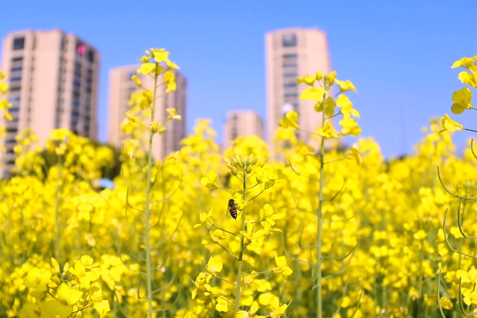 奉化江东岸 鄞南城芯处 百亩花海等你打卡