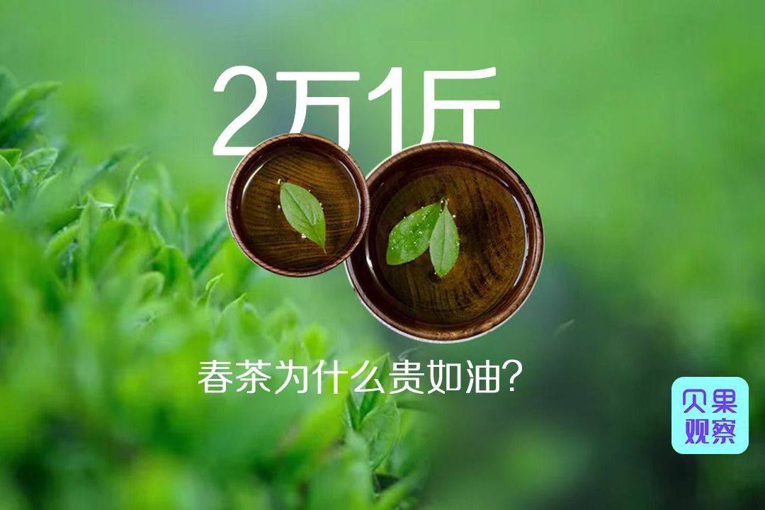 最贵达到2万元1斤！一年四季都有产茶，为什么春茶贵如油？