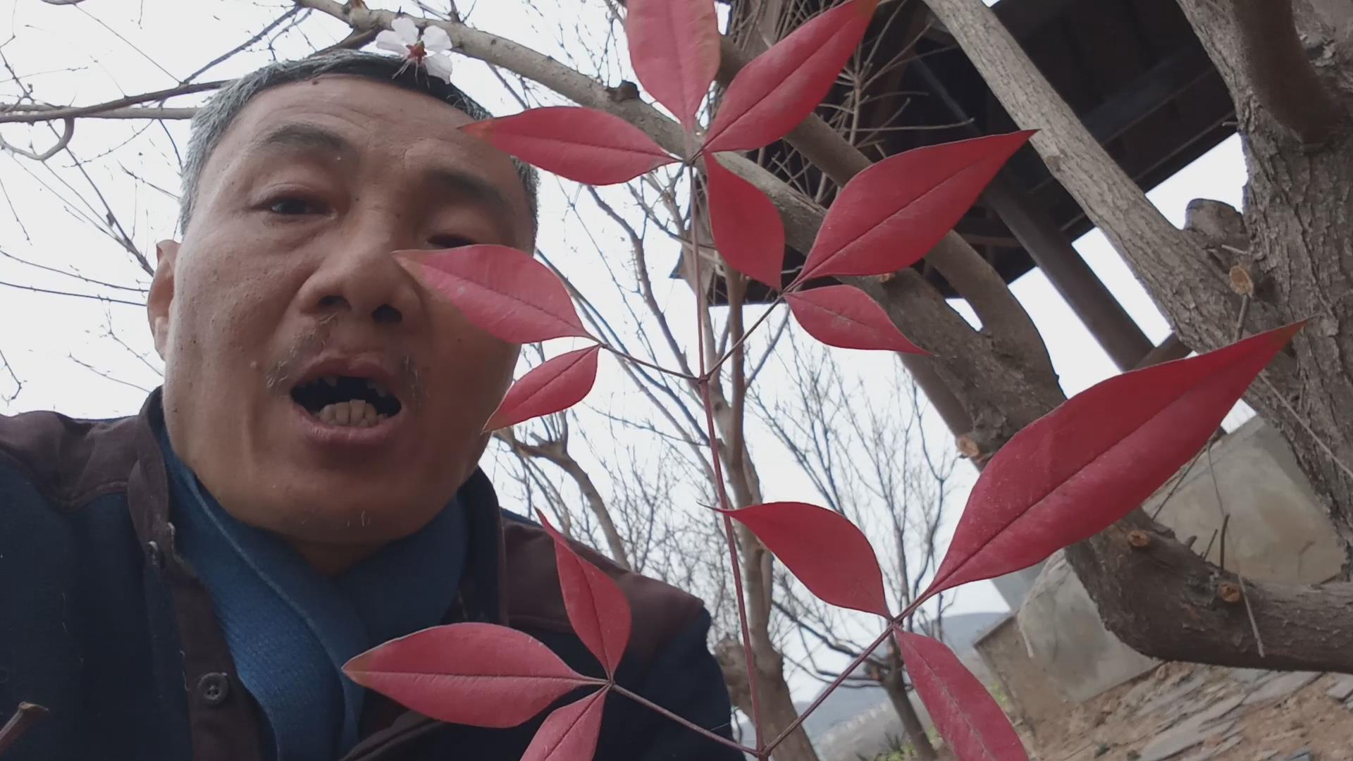 17倒寒春遠龍泉湖賞桃花唸佛》佛歌__鳳凰網