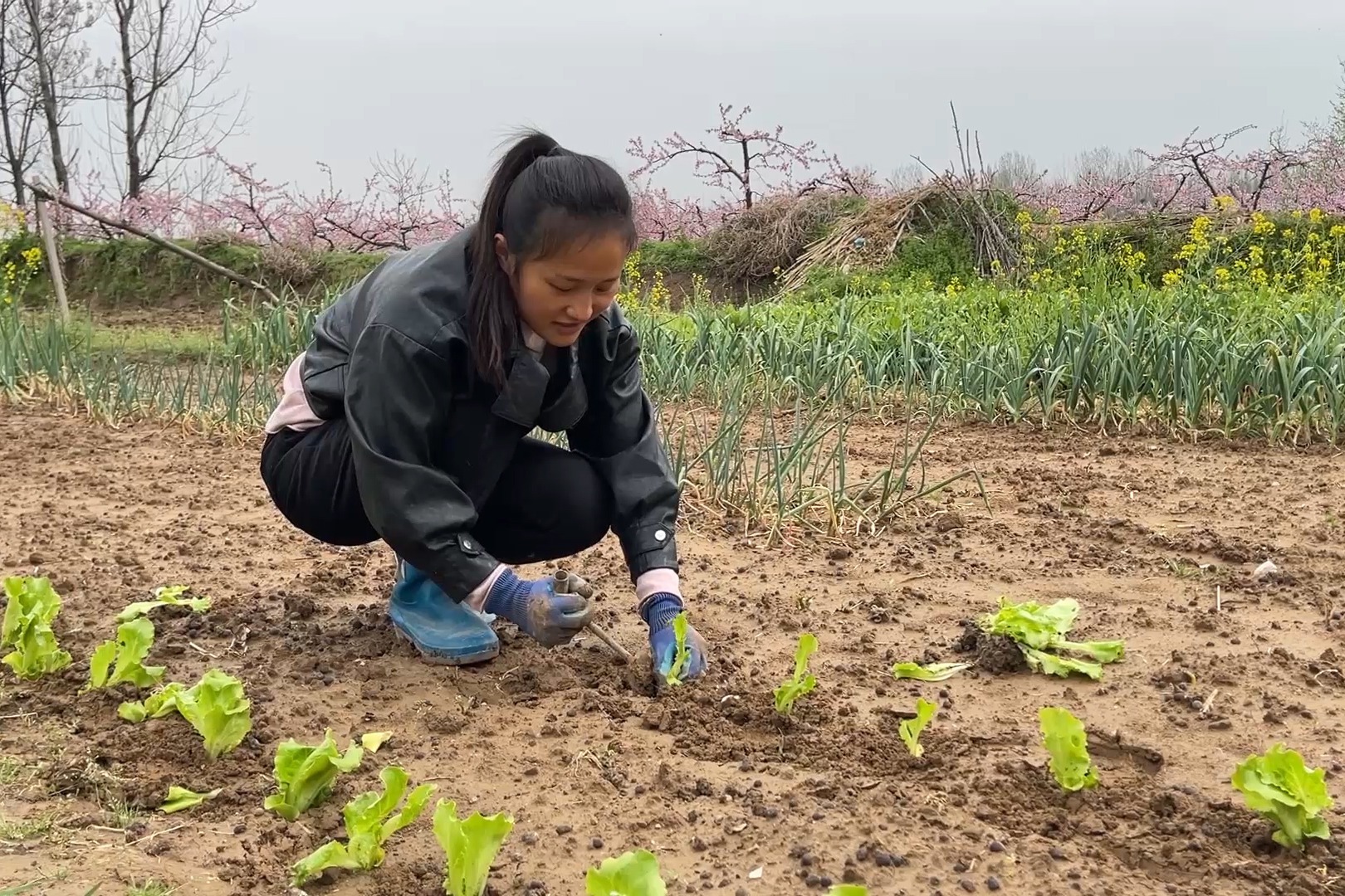 地里蔬菜长势很不错，今天媳妇再去栽点菜苗，菜园虽小规划还挺好