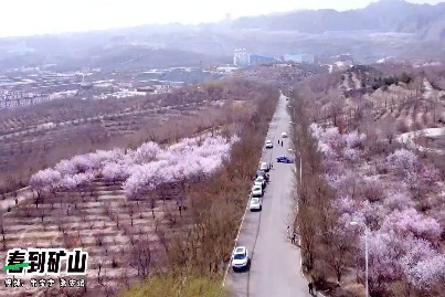 金昌三月春风来 矿山公园桃花开