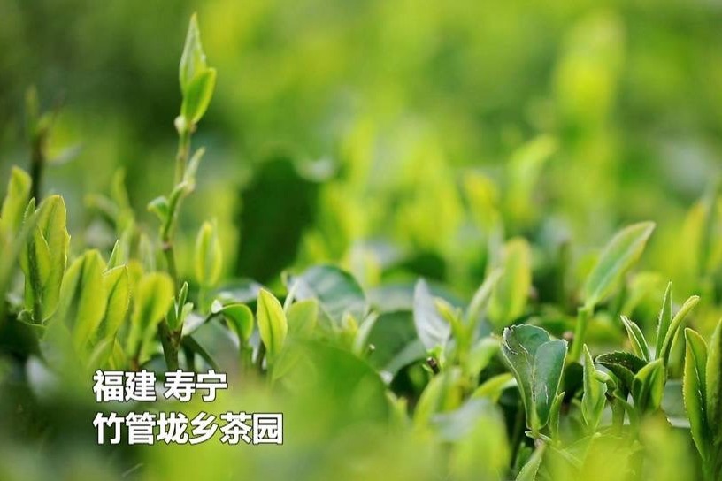 福建寿宁：茶园风光无限好