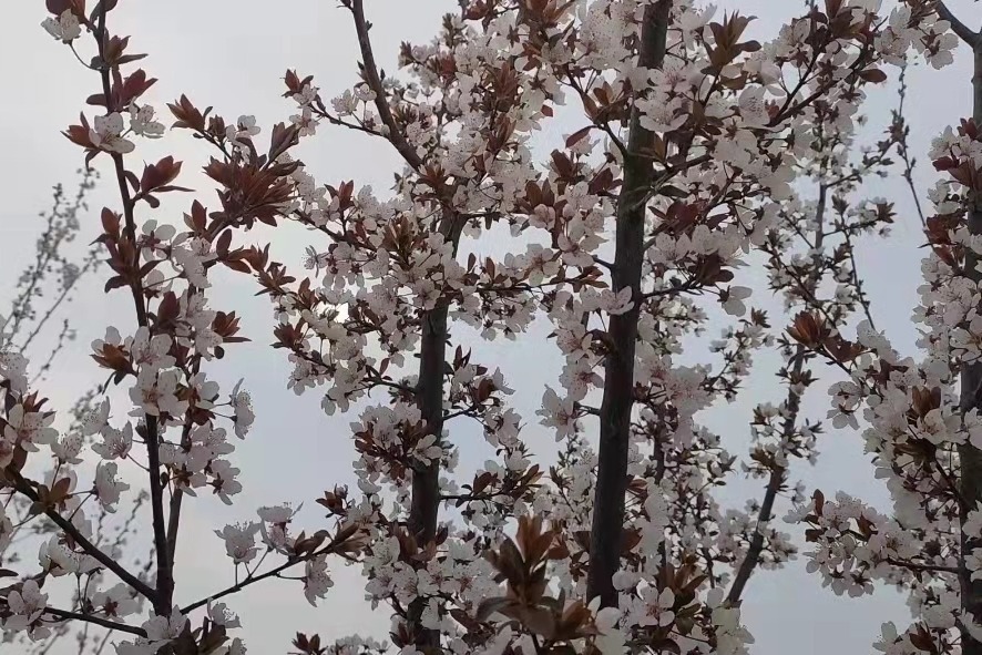 赵哥带你走进紫叶李园林，赏紫叶白花红叶李花似“雪景”，很美