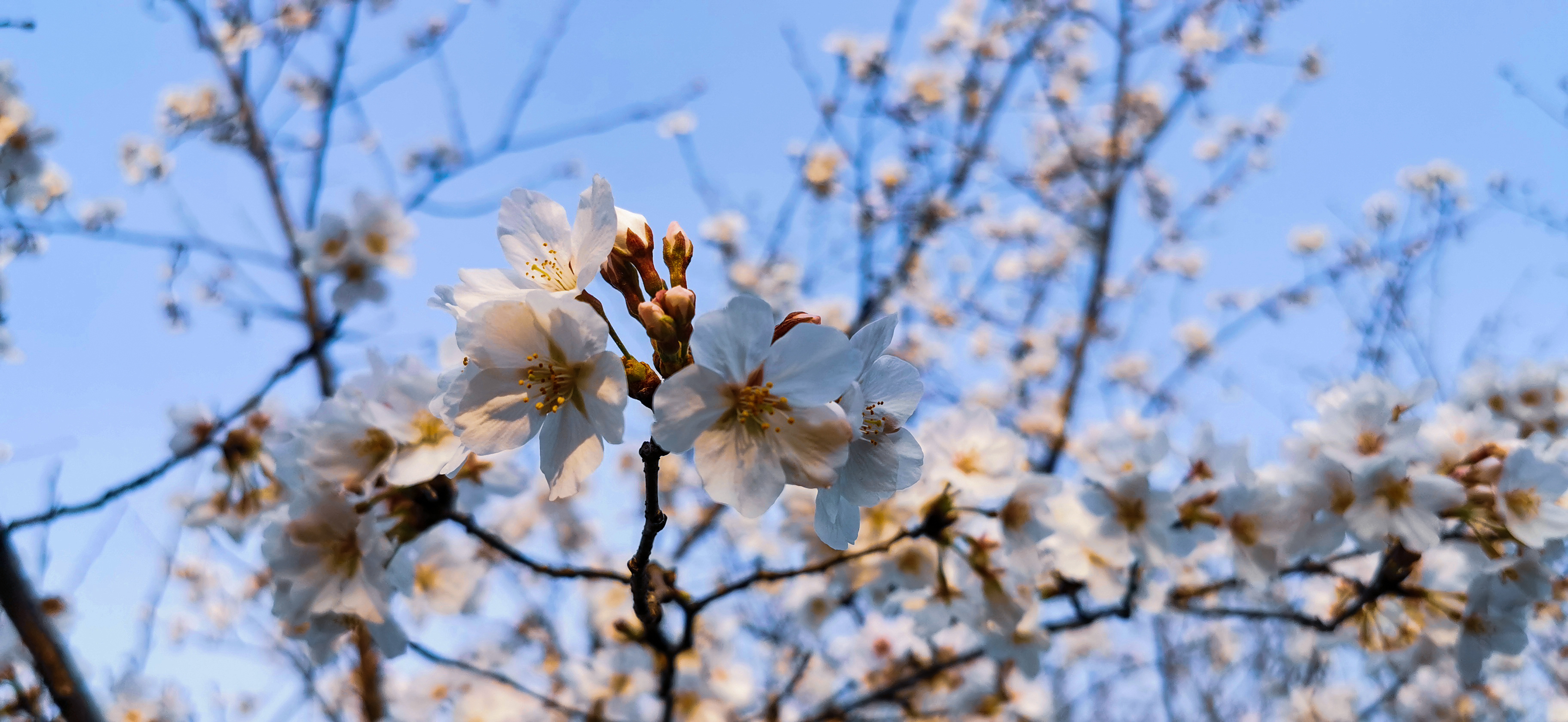 南京玄武湖公园樱花图片