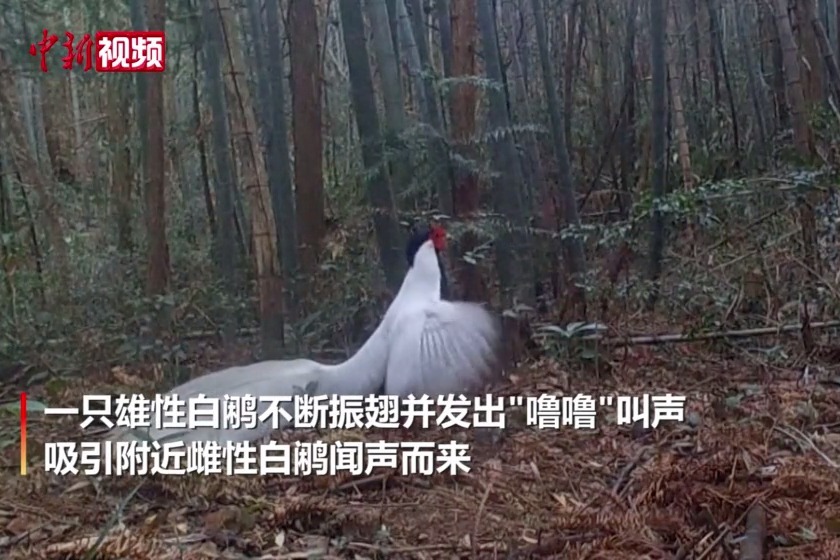 罕见画面：庐山白鹇振翅求偶