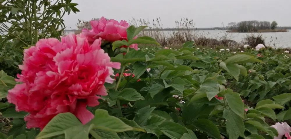 山東訪談帶你遊歷太白湖大唐牡丹園__鳳凰網