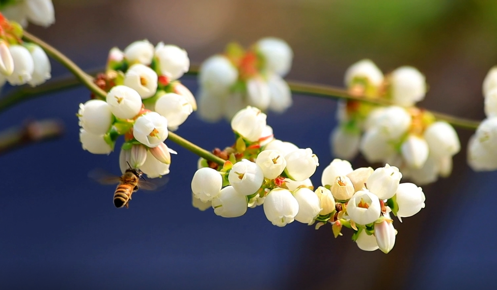 邹城唐村镇蓝莓花开莓意绵绵