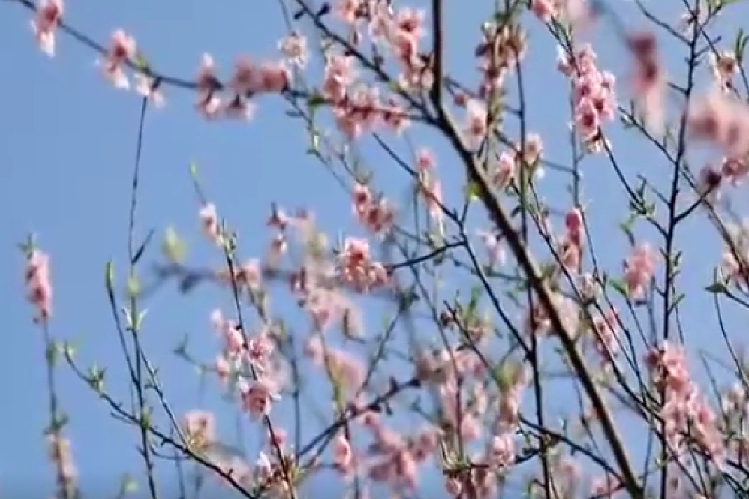 抚州黎川：春暖花开 踏春赏花正当时