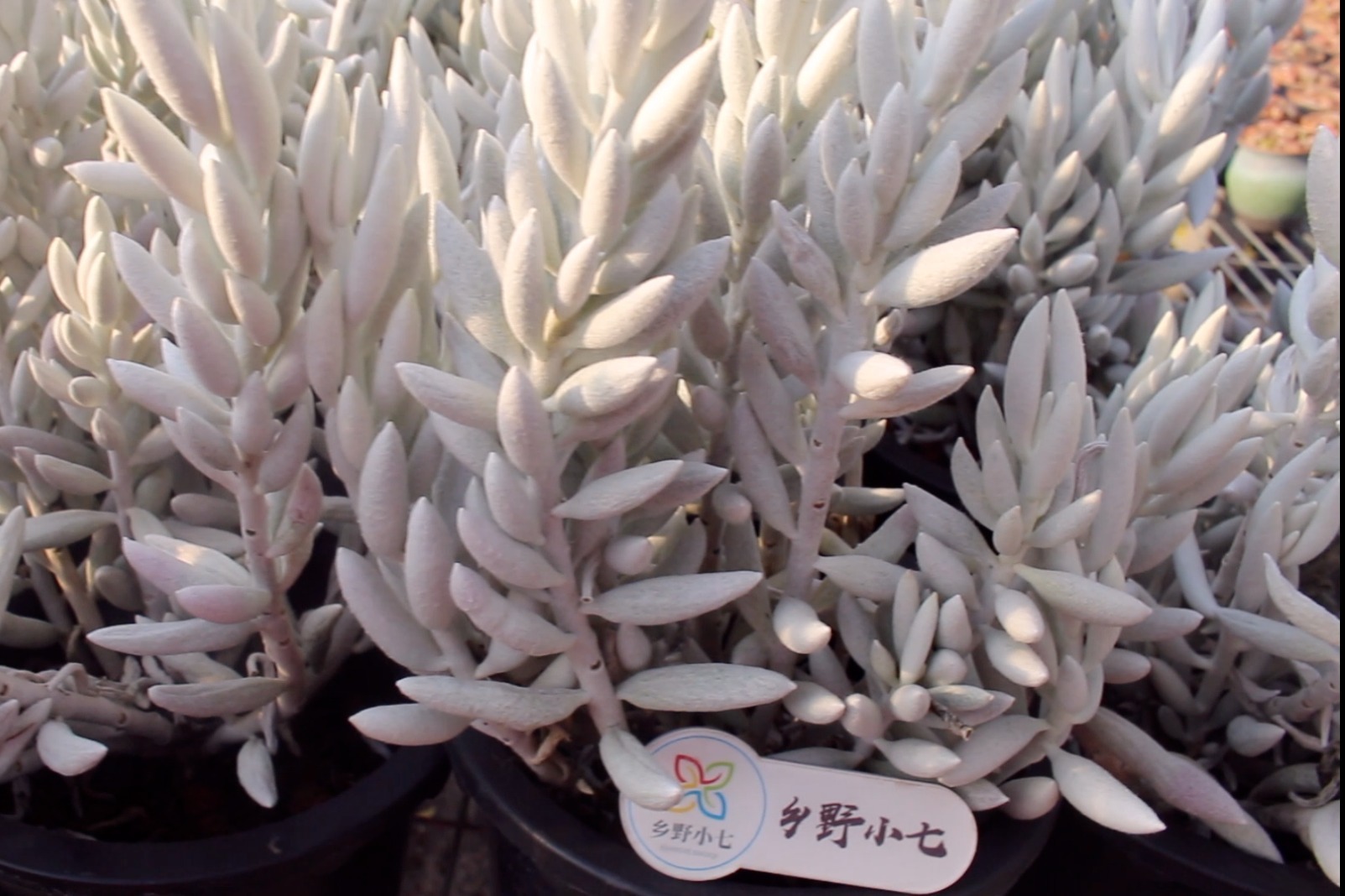 多肉银月您听说过吗?养护方法很简单,一起看看吧