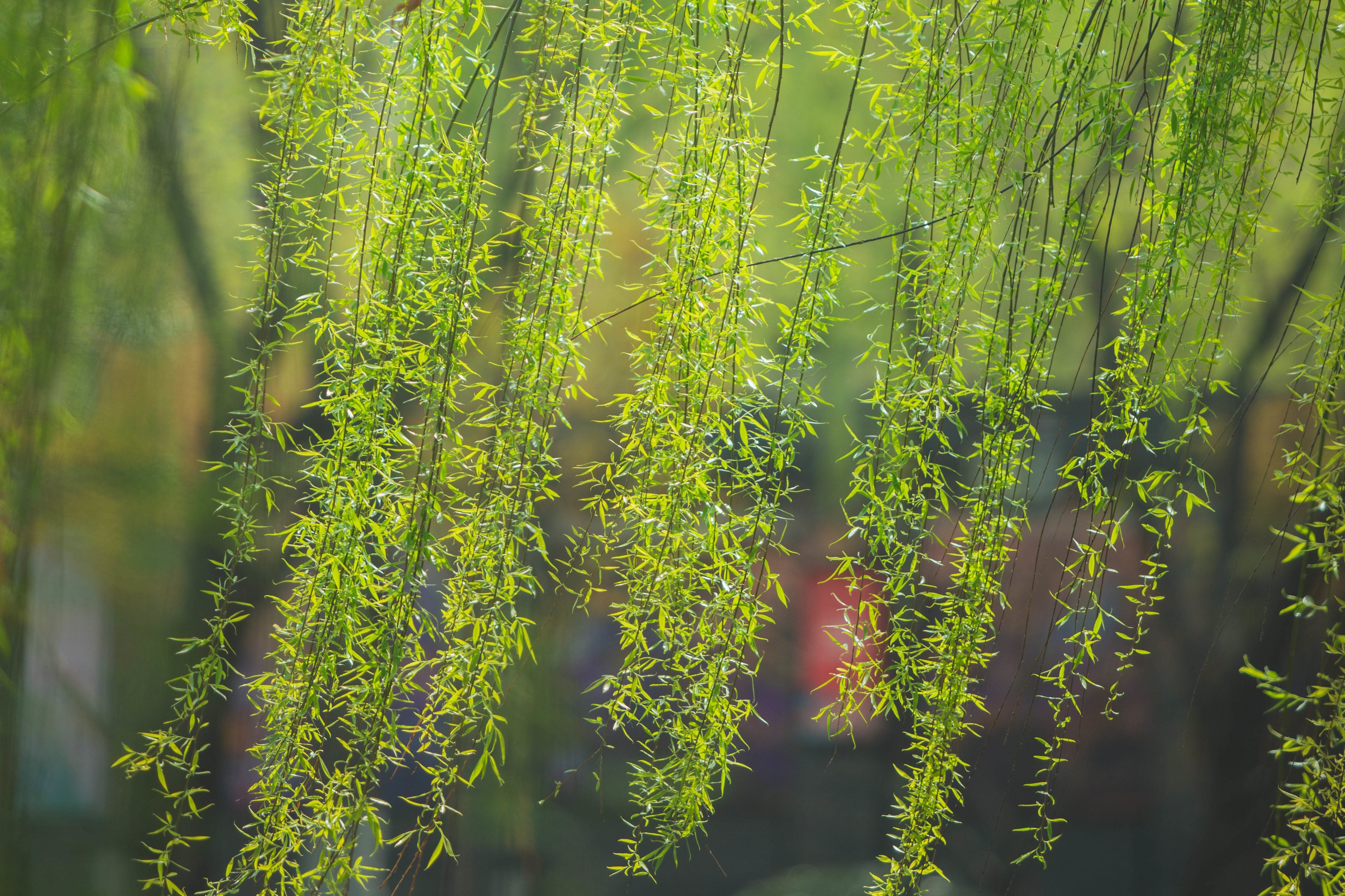 青砖伴瓦漆白马踏新泥山花蕉叶暮色从染红巾