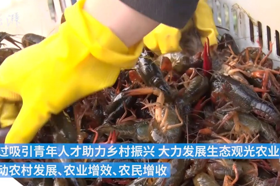 江西修水千亩稻田小龙虾丰收 农户捕获装箱
