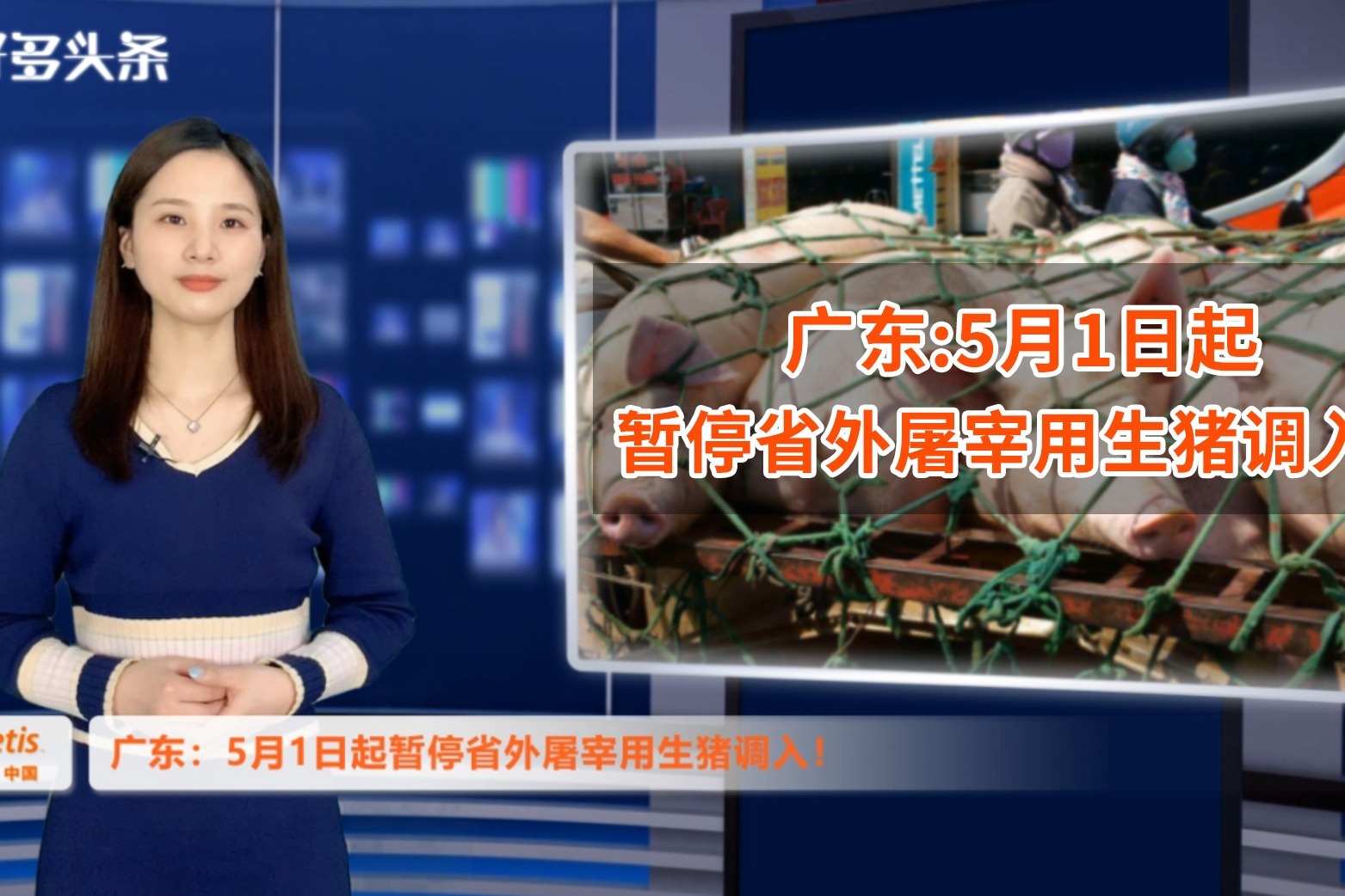 5.1日起，广东全面禁止省外屠宰用生猪调入！广东猪价必涨无疑？