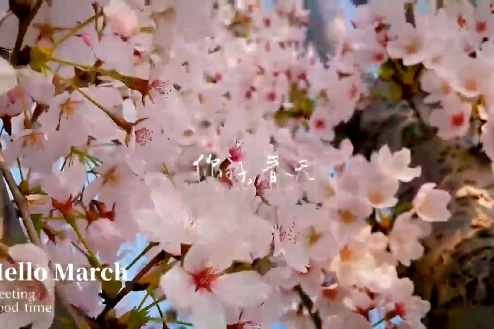 章丘区官庄街道泉城百花园邀您一起“云赏花”