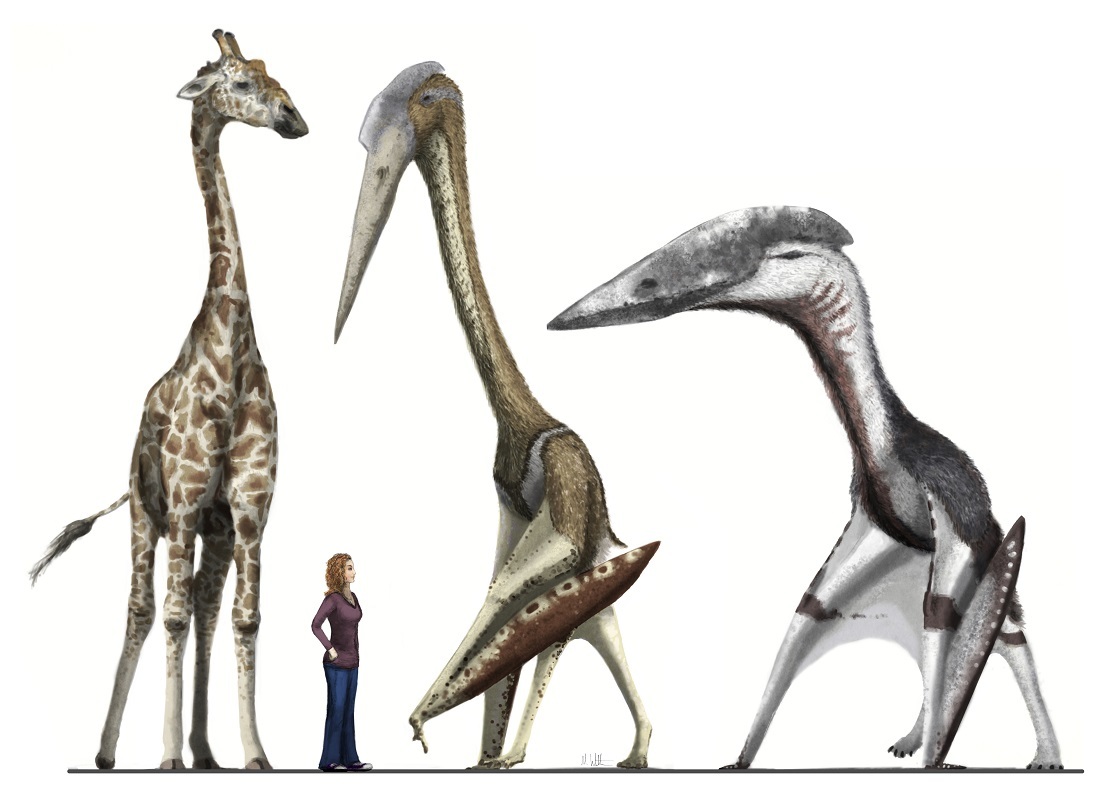 图注:属于神龙翼龙科的风神翼龙和哈特兹哥翼龙与长颈鹿和人类的对比
