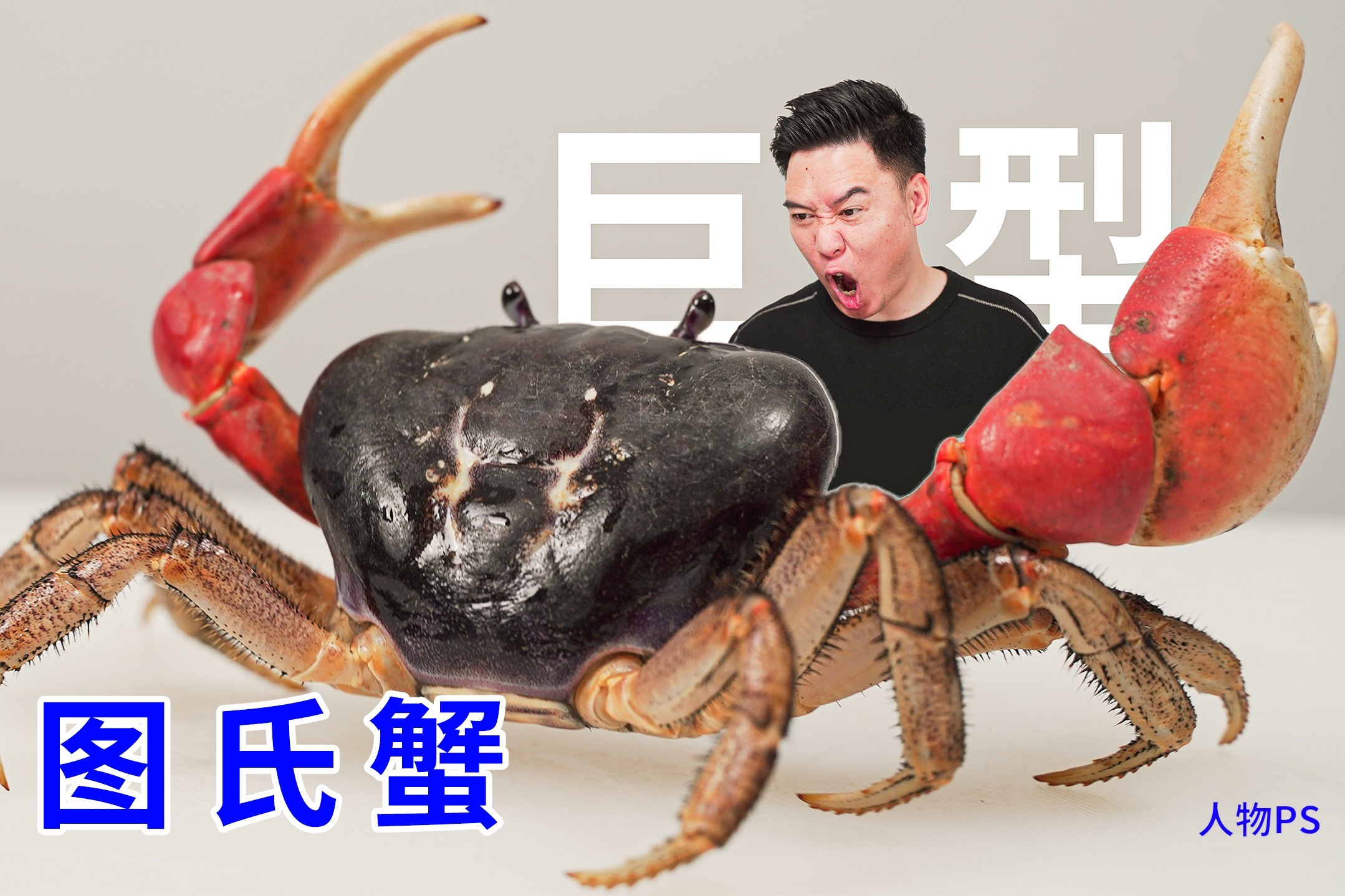各种蟹的图片大全图解,巨型大螃蟹图片,螃蟹图片_大山谷图库