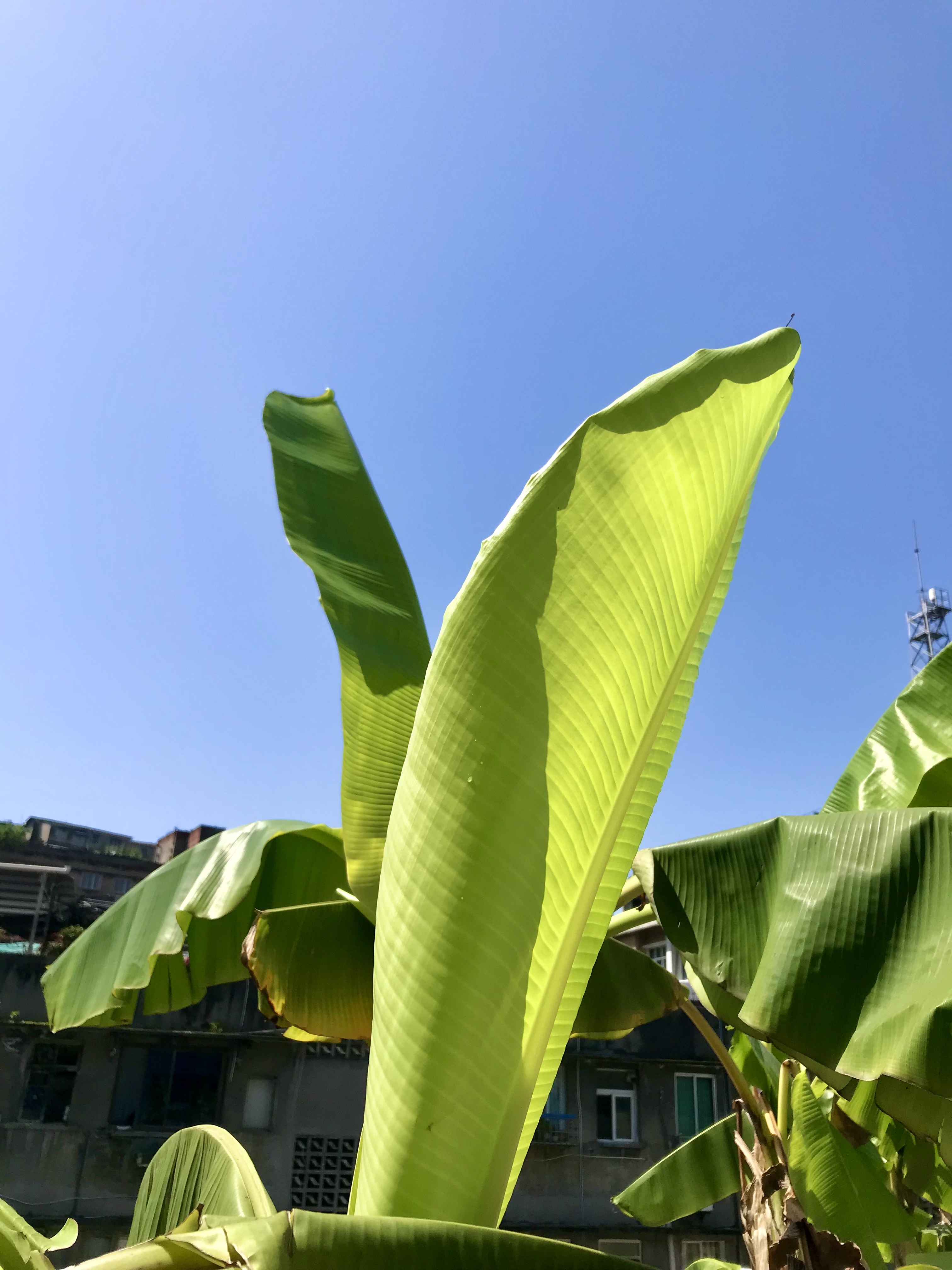 谷雨正当时 芭蕉青又明__凤凰网