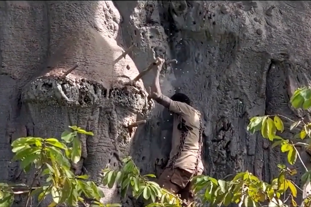 非洲男孩怕到面包树上掏蜂蜜,看到树上的楔子,就知道爬了很多次