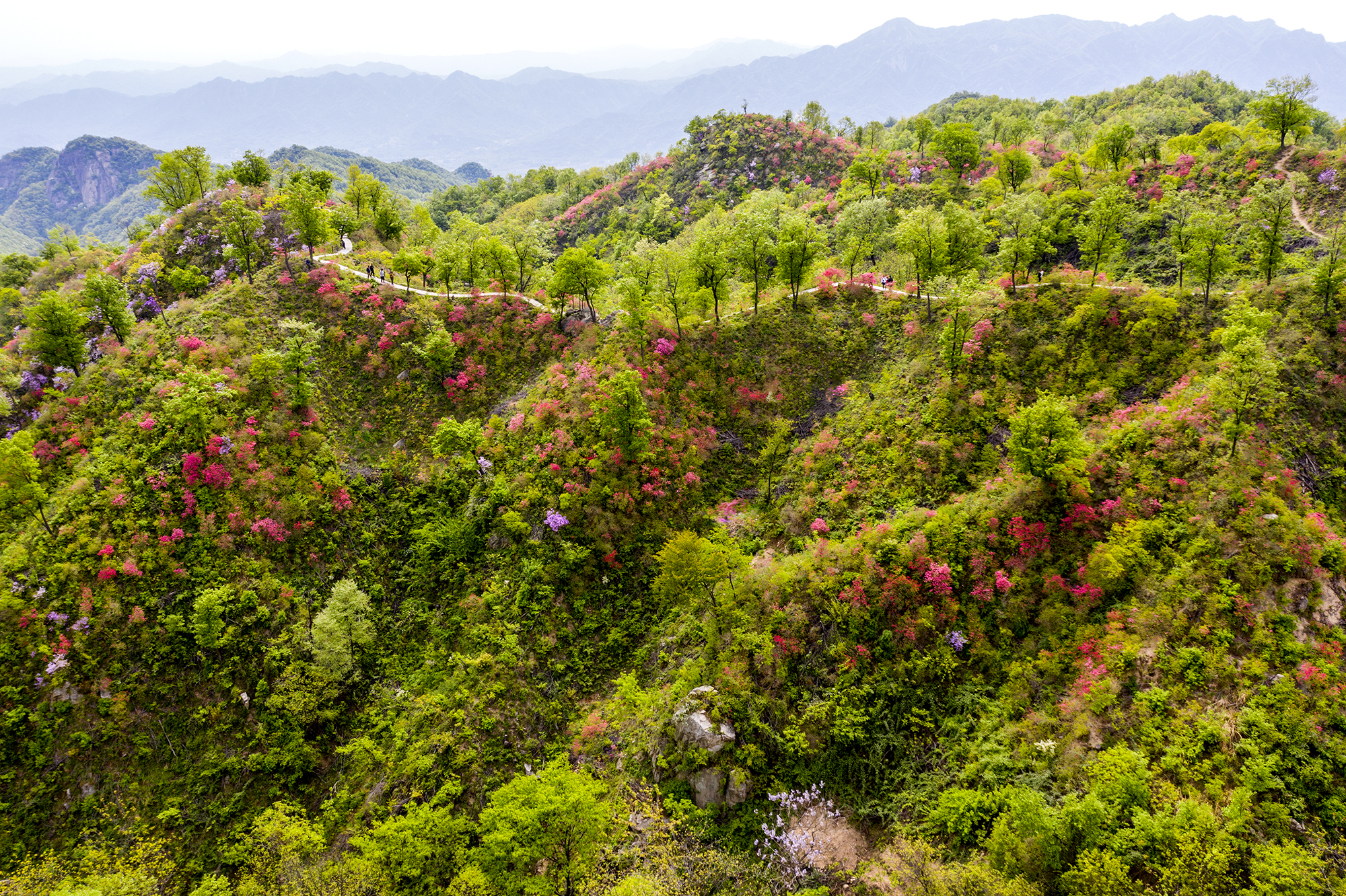 河南鲁山 高山杜鹃花如画卷__凤凰网