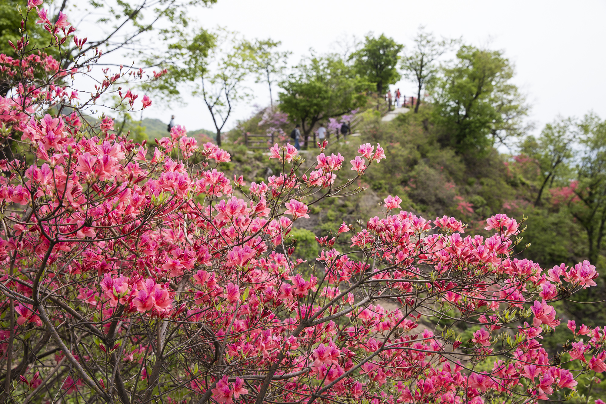 河南鲁山 高山杜鹃花如画卷__凤凰网