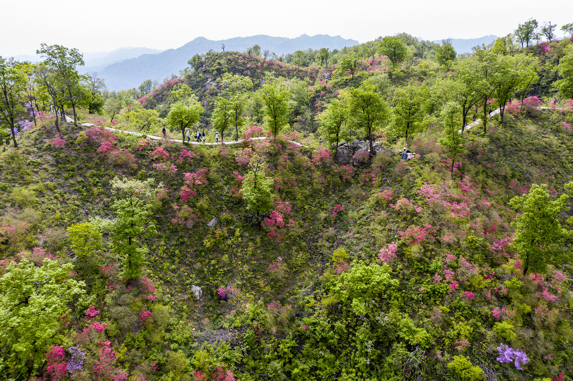 河南鲁山 高山杜鹃花如画卷__凤凰网