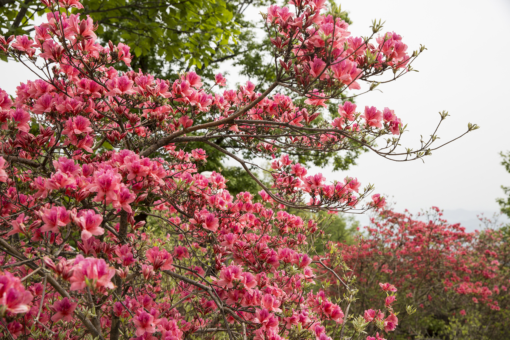 河南鲁山 高山杜鹃花如画卷__凤凰网