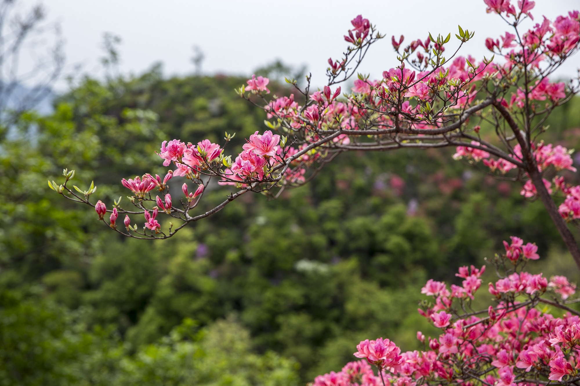 河南鲁山 高山杜鹃花如画卷__凤凰网