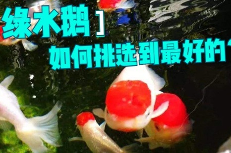 曾一度濒临失传的境地，传统金鱼的天花板“宫廷鹅头红”