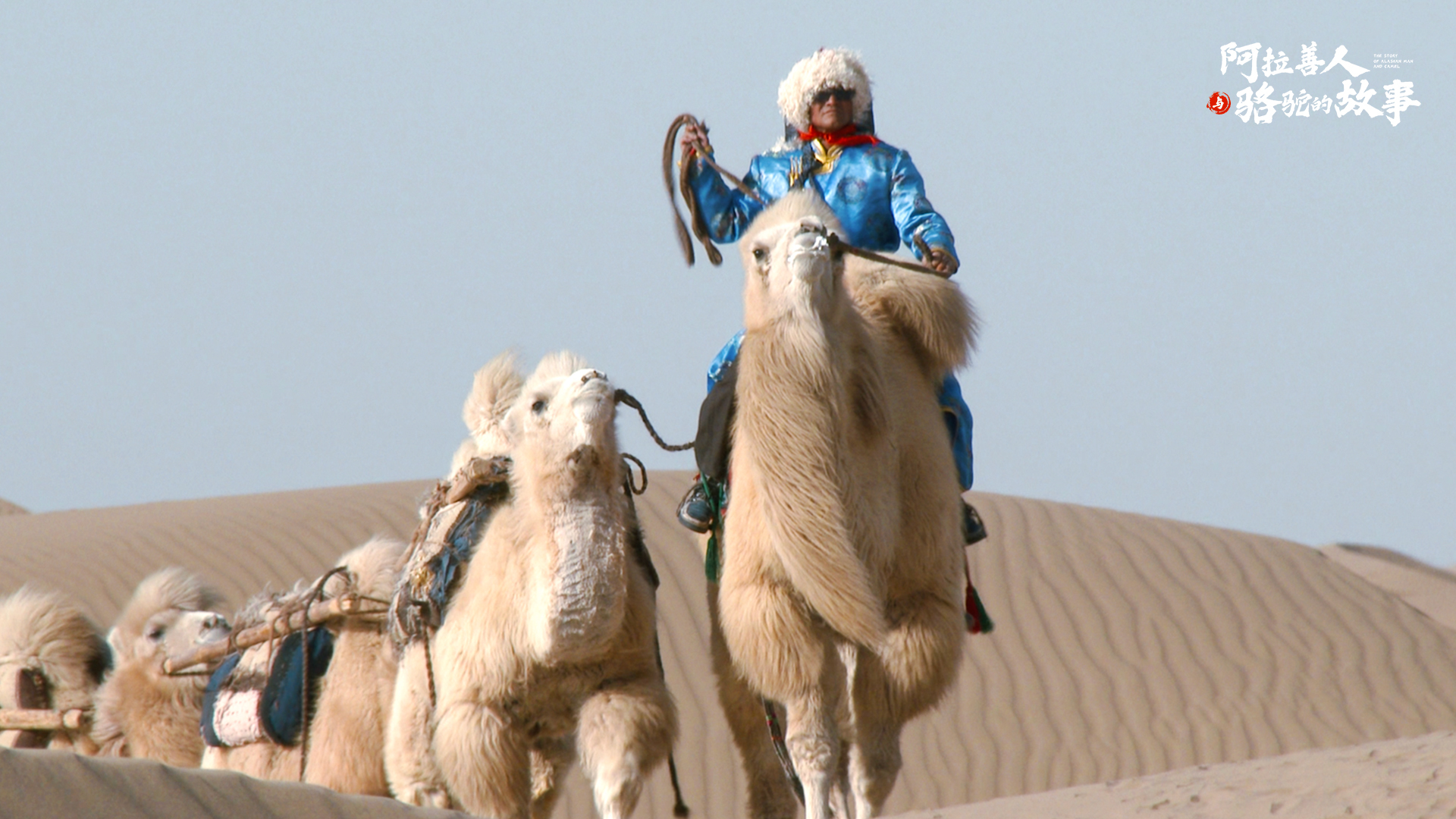 骆驼队在金黄沙漠中前进沙漠旅游 - PSD素材网