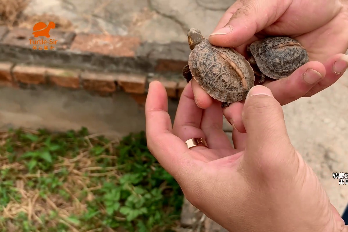黄缘龟是保护动物为什么还那么多人养「龟谷鳖老」