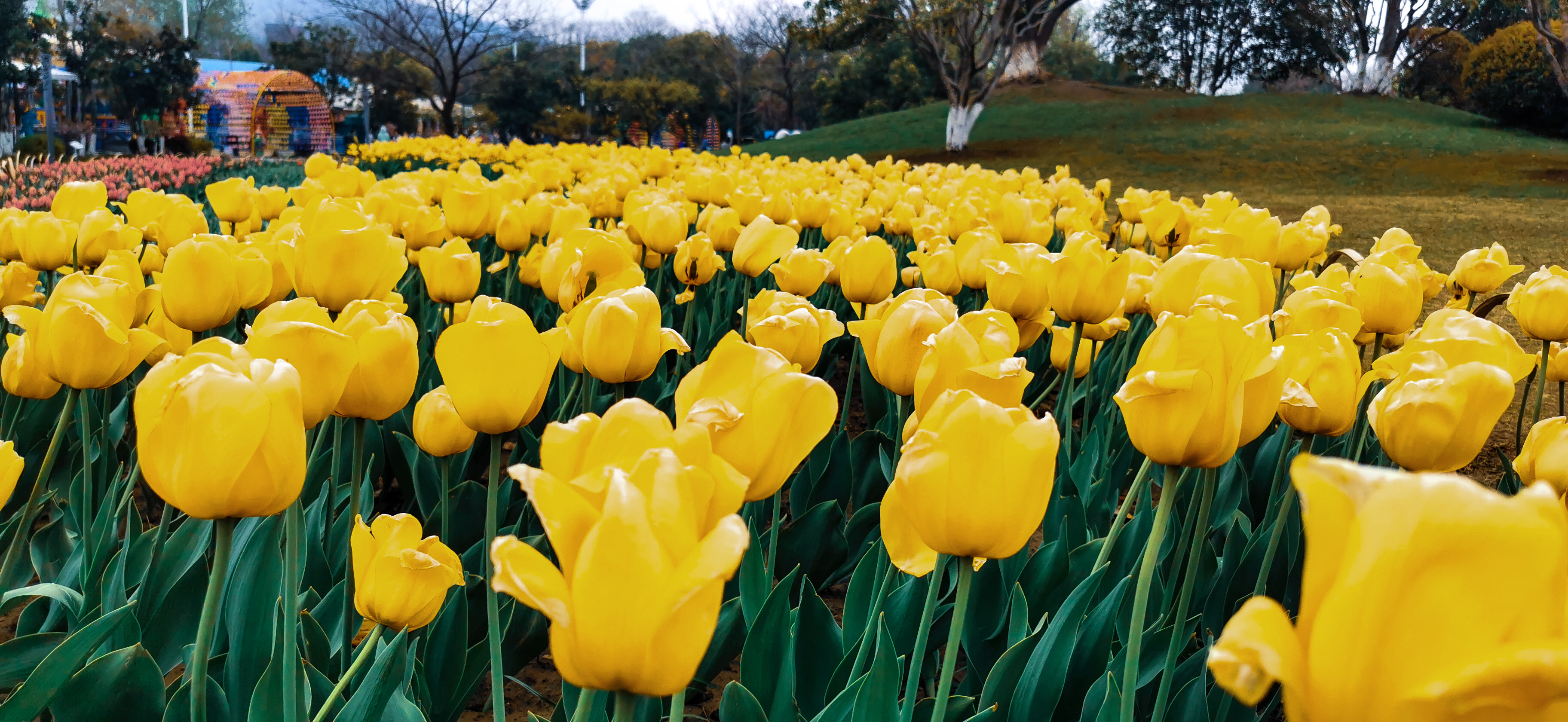 思窝爱旅行的涛哥:南京玄武湖情侣园郁金香,浓墨重彩的世间芳华__凤凰