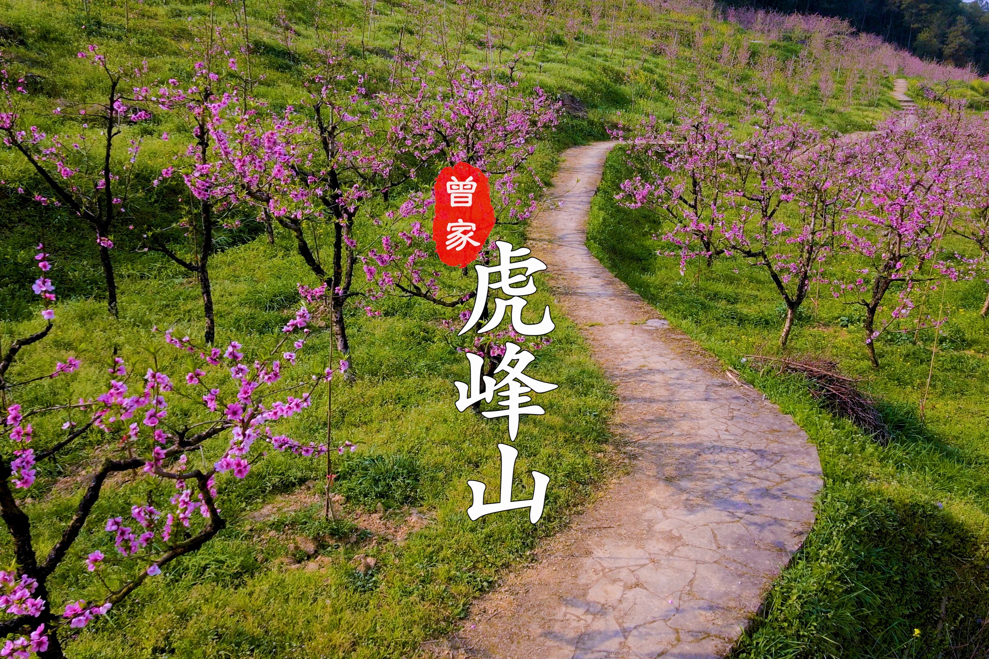 这样的春天很美!西部重庆科学城虎峰山上有桃花!