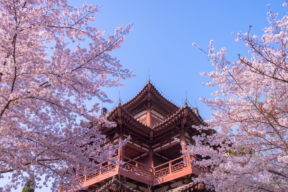 西安青龙寺樱花开了，近千株樱花含苞待放等你来赏！